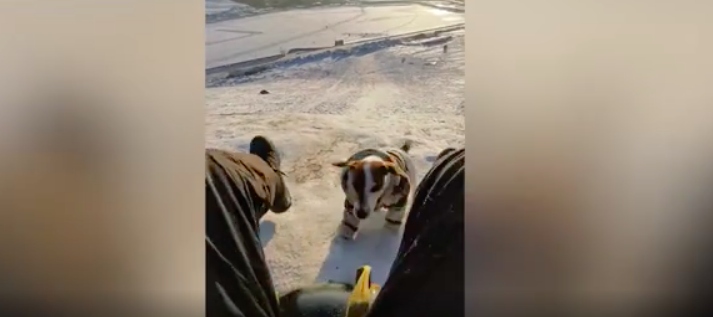 Chú chó là trợ lý đắc lực biết kéo xe trượt tuyết cho chủ